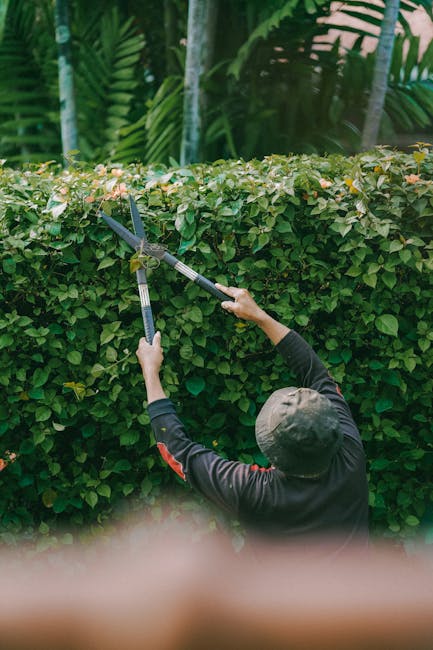 A man in casual clothing, including a dark hoodie and blue jeans, is performing garden maintenance in a well-kept backyard. He is using a grass trimmer to carefully mow the lush, green lawn, which sho